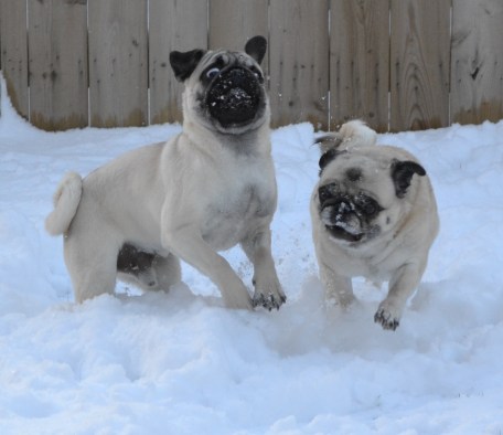 pugs